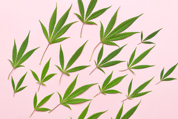 Cannabis leaves on pink background