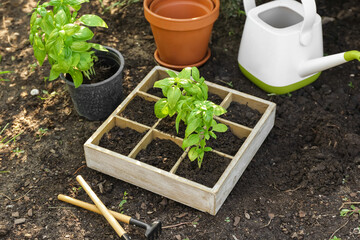Wooden box with basil plant seedlings and gardening tools outdoors