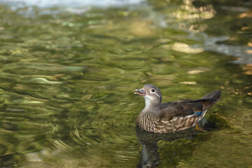 Cute duck swimming in pond