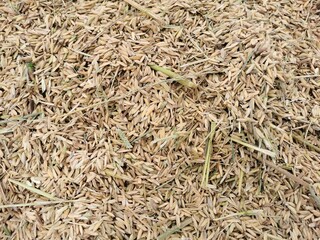 Close up photo of raw unprocess rice. For background purpose.