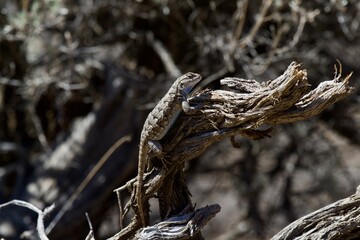 Lizard in the high desert at Smith Rock State Park, Central Oregon 