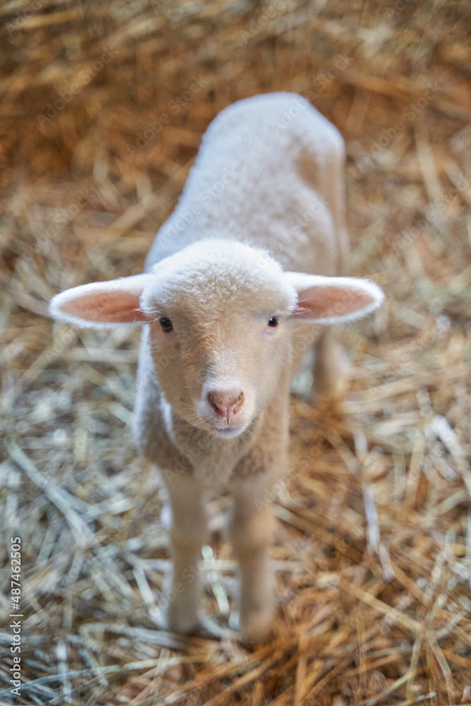 Canvas Prints a cute white lamb in a barn