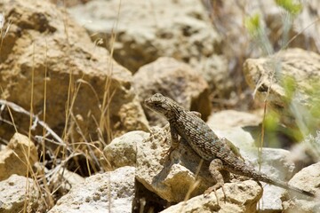 Lizard in the high desert at Smith Rock State Park, Central Oregon 