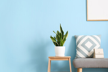 Houseplant on stool, bench with bag and cushion near blue wall