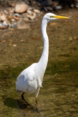 Naklejka premium Kotuku White Heron in New Zealand