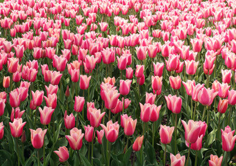 City Park colorful Tulip garden in spring