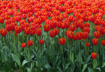 Fototapeta premium Red tulip garden in spring