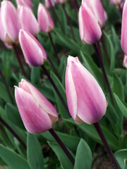 Purple tulip garden in spring