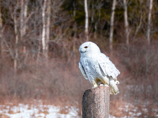  Snowy Owl Perched on Post