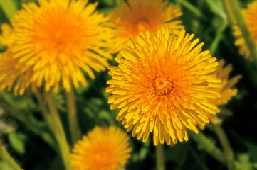 Yellow beautiful dandelions close-up in the sun against the background of green grass in the field