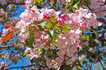 Branches of an apple tree with bright flowers close-up against a blue sky on a sunny day in the garden