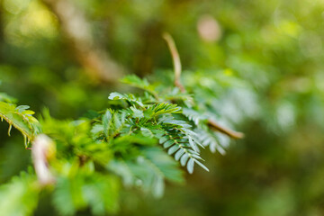 close up of green leaves