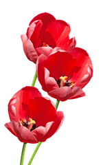Bouquet of three bright colorful red flowers tulips close-up on a white isolated background