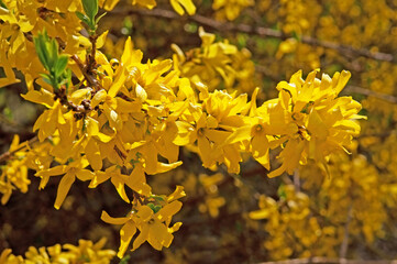 Bright yellow flowers of forsythia shrub close-up in spring on a sunny day in a city park