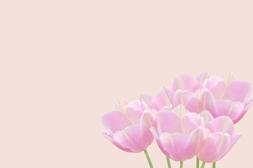 Bouquet of beautiful light pink tulips close-up on a pink isolated background