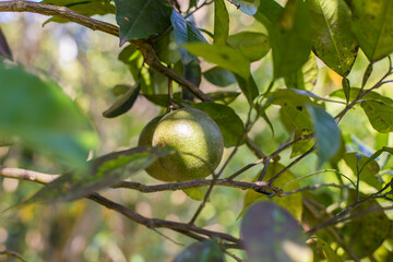 lemon tree