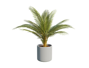 Obraz premium Yellow palm is an ornamental plant planted in cement, concrete, or ceramic pots, rendering 3d illustration with a clipping path.