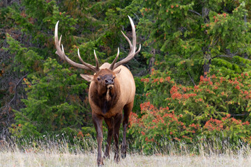 Male Elk with large rack of antlers yells bugle call to his harem in front of green forest walking towards camera