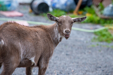 A closeup of a brown and white short hair domestic billy goat with large ears and a long snout peering backward.  The adult horned animal has long hair under its chin. The pet has ears sticking out.