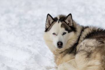 A large Siberian husky laying on white snow outside with long thick fur of white, tan, and black color. The sled dog pet has the sun shining on its face as it stares forward. The dog's eyes are open.