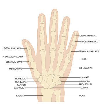 Anatomy of the bones of the hand and wrist vector image on a white background