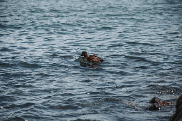 Fototapeta premium duck in the water