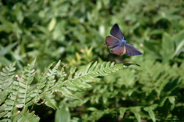 ジョウザンミドリシジミの飛翔（北海道・鶴居村）
