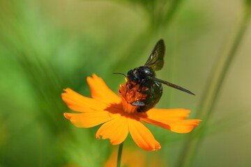 キバナコスモスの花粉を集めるタイワンタケクマバチ
