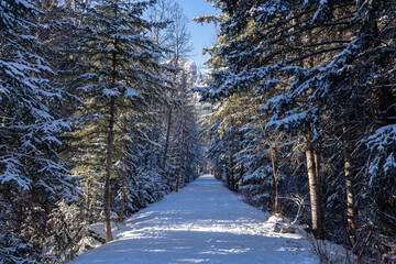 Fir trees forest walking path scenery in winter. Spur Line Trail, Canmore, Alberta, Canada.