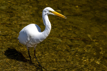 Kotuku White Heron in New Zealand