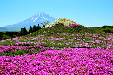 芝桜とダブル富士