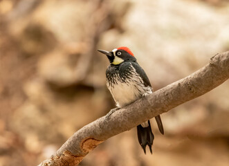 An acorn woodpecker perched on a branch 