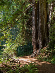 Hiking trail through a dense coastal redwood forest in California.
