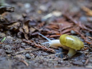 A small white snail with a yellow shell, close up.