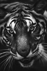 A grayscale portrait of a Bengal tiger with a blurry background