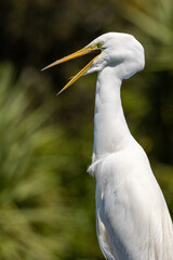 Kotuku White Heron in New Zealand