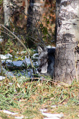 older dark coloured wolf dog peaking his head out from behind a tree hidden in ground cover 