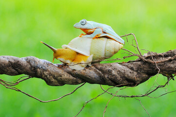 a tree frog rides an albino snail