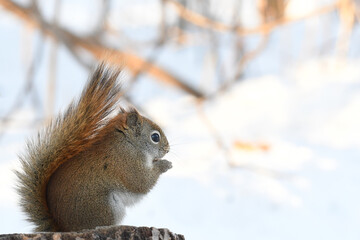 Fototapeta premium Closeup of a cute Red Squirrel sitting in the snow, and eating a nut