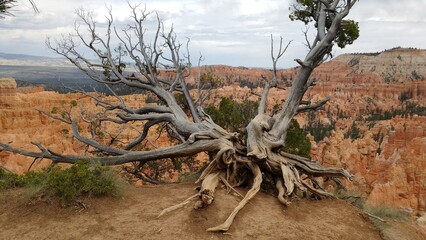 tree in the desert