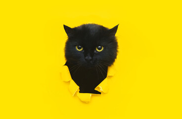 A big funny black cat squeezes in and looks through a hole in yellow paper. Naughty pet and...