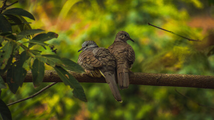 Aves hondureñas