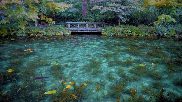 岐阜県関市板取　早朝のモネの池　名もなき池