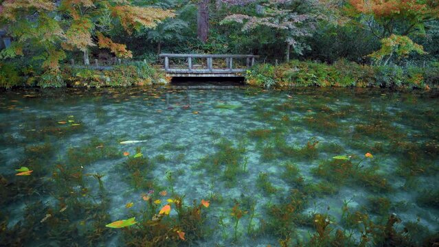 岐阜県関市板取　早朝のモネの池　名もなき池