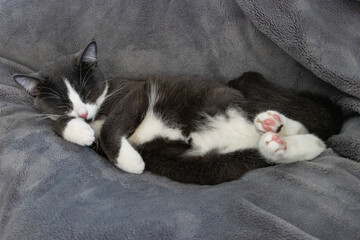 grey and white kitten sleeping peacefully on grey soft blanket with pink nose and toe beans showing