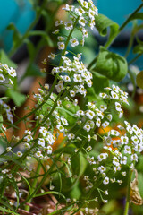 leaves in the garden
