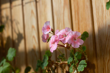 flowers on wooden background