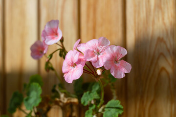 pink orchid on wooden background