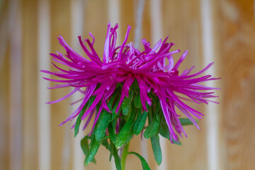 flower on a wooden background