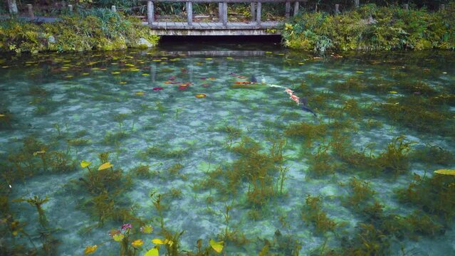 岐阜県関市板取　早朝のモネの池　名もなき池